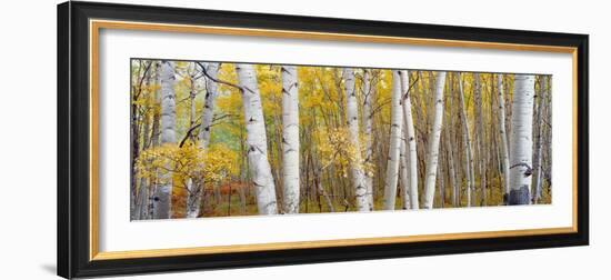 Aspen Trees in a Forest, Colorado, USA-null-Framed Premium Photographic Print