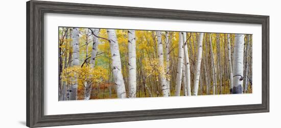 Aspen Trees in a Forest, Colorado, USA--Framed Photographic Print
