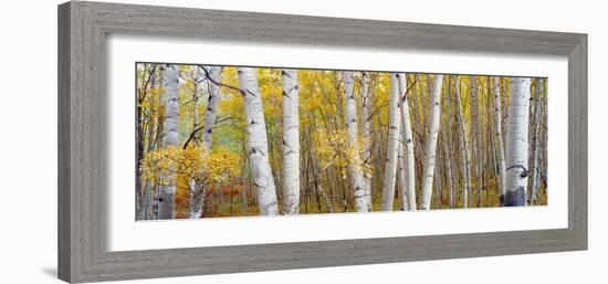 Aspen Trees in a Forest, Colorado, USA-null-Framed Photographic Print