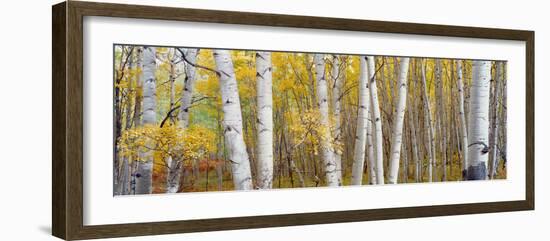 Aspen Trees in a Forest, Colorado, USA--Framed Photographic Print
