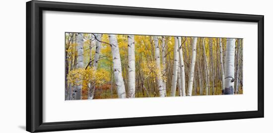 Aspen Trees in a Forest, Colorado, USA-null-Framed Photographic Print