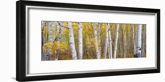 Aspen Trees in a Forest, Colorado, USA-null-Framed Photographic Print