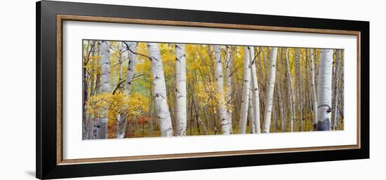 Aspen Trees in a Forest, Colorado, USA--Framed Photographic Print