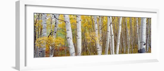 Aspen Trees in a Forest, Colorado, USA-null-Framed Photographic Print