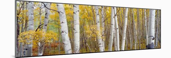 Aspen Trees in a Forest, Colorado, USA-null-Mounted Photographic Print