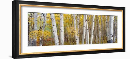 Aspen Trees in a Forest, Colorado, USA-null-Framed Photographic Print