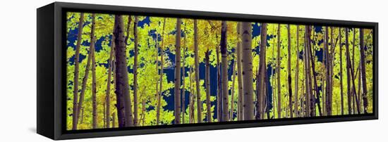 Aspen Trees in a Forest, Colorado, USA-null-Framed Premier Image Canvas