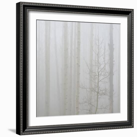 Aspen Trees in a Forest During Fog, Boulder Mountain, Utah, Usa-null-Framed Photographic Print