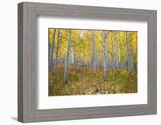 Aspen Trees in a Forest, Maroon Bells, Maroon Creek Valley, Aspen, Pitkin County, Colorado, USA-null-Framed Photographic Print