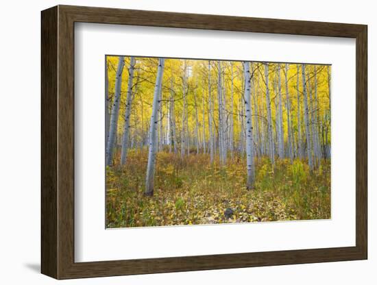 Aspen Trees in a Forest, Maroon Bells, Maroon Creek Valley, Aspen, Pitkin County, Colorado, USA-null-Framed Photographic Print