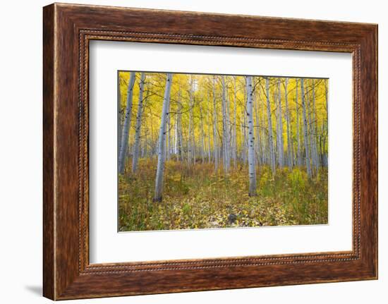 Aspen Trees in a Forest, Maroon Bells, Maroon Creek Valley, Aspen, Pitkin County, Colorado, USA-null-Framed Photographic Print