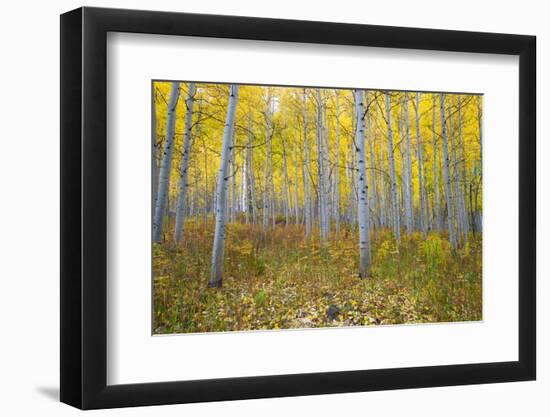 Aspen Trees in a Forest, Maroon Bells, Maroon Creek Valley, Aspen, Pitkin County, Colorado, USA-null-Framed Photographic Print