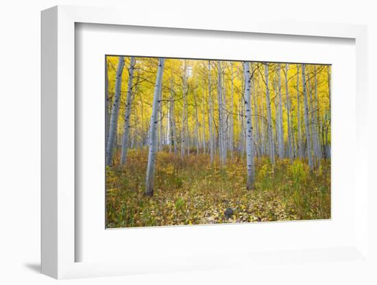 Aspen Trees in a Forest, Maroon Bells, Maroon Creek Valley, Aspen, Pitkin County, Colorado, USA-null-Framed Photographic Print