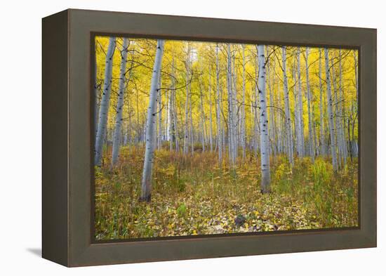 Aspen Trees in a Forest, Maroon Bells, Maroon Creek Valley, Aspen, Pitkin County, Colorado, USA-null-Framed Premier Image Canvas