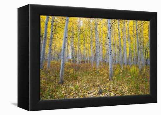 Aspen Trees in a Forest, Maroon Bells, Maroon Creek Valley, Aspen, Pitkin County, Colorado, USA-null-Framed Premier Image Canvas