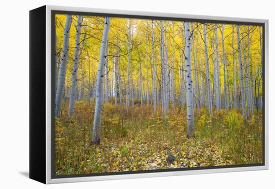 Aspen Trees in a Forest, Maroon Bells, Maroon Creek Valley, Aspen, Pitkin County, Colorado, USA-null-Framed Premier Image Canvas