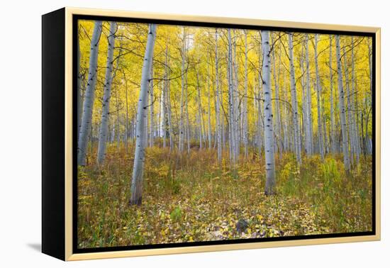 Aspen Trees in a Forest, Maroon Bells, Maroon Creek Valley, Aspen, Pitkin County, Colorado, USA-null-Framed Premier Image Canvas