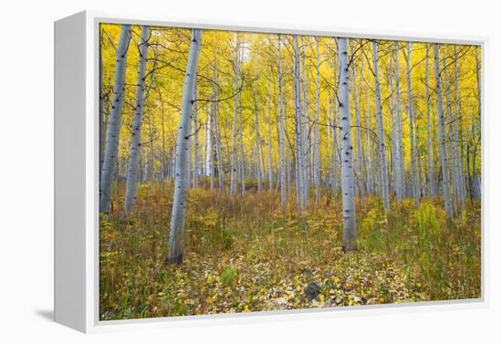 Aspen Trees in a Forest, Maroon Bells, Maroon Creek Valley, Aspen, Pitkin County, Colorado, USA-null-Framed Premier Image Canvas