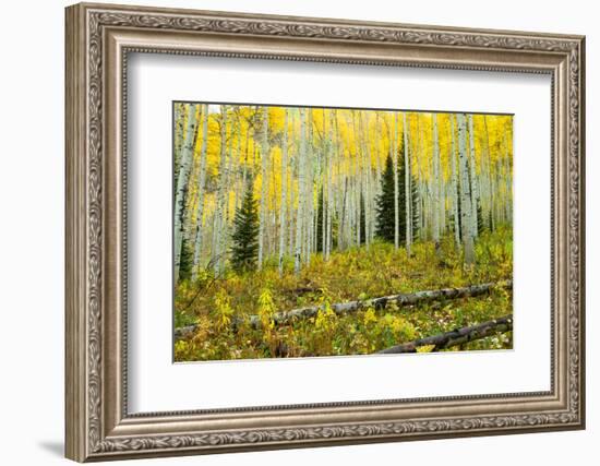 Aspen Trees in a Forest, Maroon Bells, Maroon Creek Valley, Aspen, Pitkin County, Colorado, USA-null-Framed Photographic Print