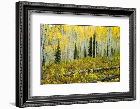 Aspen Trees in a Forest, Maroon Bells, Maroon Creek Valley, Aspen, Pitkin County, Colorado, USA-null-Framed Photographic Print