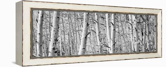Aspen Trees in a Forest, Rock Creek Lake, California, USA-null-Framed Stretched Canvas