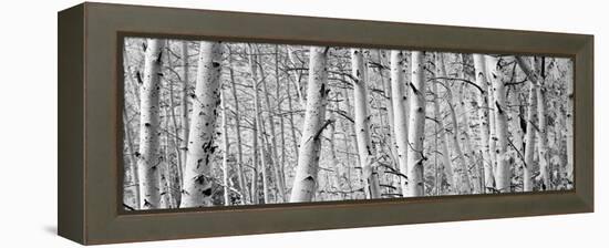 Aspen Trees in a Forest, Rock Creek Lake, California, USA-null-Framed Stretched Canvas