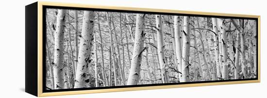 Aspen Trees in a Forest, Rock Creek Lake, California, USA-null-Framed Stretched Canvas