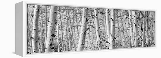 Aspen Trees in a Forest, Rock Creek Lake, California, USA-null-Framed Stretched Canvas