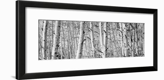 Aspen Trees in a Forest, Rock Creek Lake, California, USA-null-Framed Photographic Print