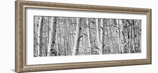 Aspen Trees in a Forest, Rock Creek Lake, California, USA-null-Framed Photographic Print