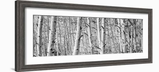 Aspen Trees in a Forest, Rock Creek Lake, California, USA--Framed Photographic Print