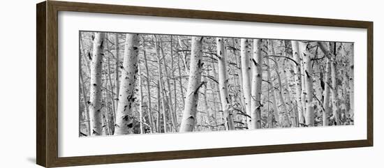 Aspen Trees in a Forest, Rock Creek Lake, California, USA--Framed Photographic Print