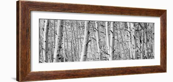 Aspen Trees in a Forest, Rock Creek Lake, California, USA--Framed Photographic Print