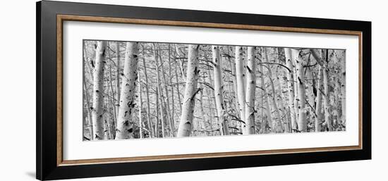 Aspen Trees in a Forest, Rock Creek Lake, California, USA--Framed Photographic Print