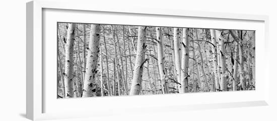 Aspen Trees in a Forest, Rock Creek Lake, California, USA--Framed Photographic Print