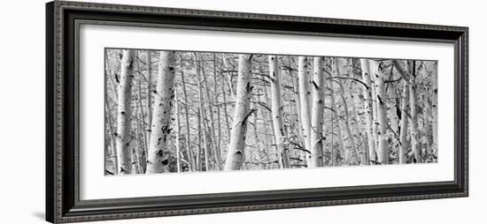 Aspen Trees in a Forest, Rock Creek Lake, California, USA-null-Framed Photographic Print