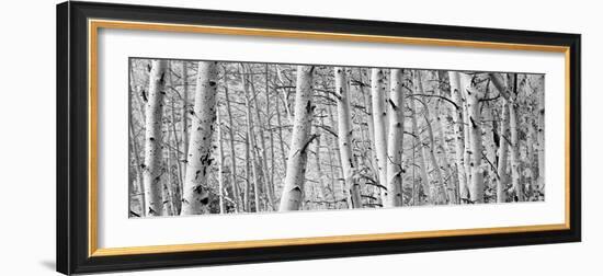 Aspen Trees in a Forest, Rock Creek Lake, California, USA-null-Framed Photographic Print