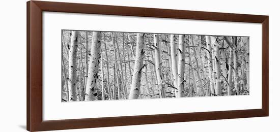 Aspen Trees in a Forest, Rock Creek Lake, California, USA-null-Framed Photographic Print