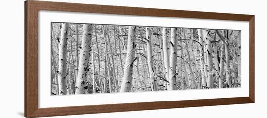 Aspen Trees in a Forest, Rock Creek Lake, California, USA-null-Framed Photographic Print