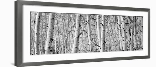 Aspen Trees in a Forest, Rock Creek Lake, California, USA-null-Framed Photographic Print