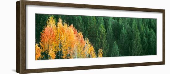 Aspen Trees in a Forest, Taggart Lake, Grand Teton National Park, Wyoming, Usa-null-Framed Photographic Print