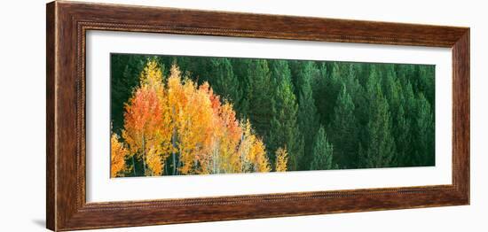 Aspen Trees in a Forest, Taggart Lake, Grand Teton National Park, Wyoming, Usa-null-Framed Photographic Print