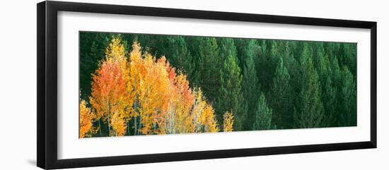 Aspen Trees in a Forest, Taggart Lake, Grand Teton National Park, Wyoming, Usa-null-Framed Photographic Print