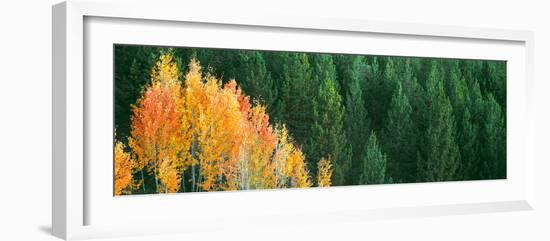 Aspen Trees in a Forest, Taggart Lake, Grand Teton National Park, Wyoming, Usa-null-Framed Photographic Print