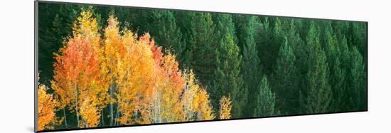 Aspen Trees in a Forest, Taggart Lake, Grand Teton National Park, Wyoming, Usa-null-Mounted Photographic Print