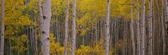 Premium Photographic Print