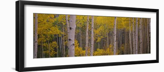 Aspen Trees in a Forest, Telluride, San Miguel County, Colorado, USA-null-Framed Photographic Print