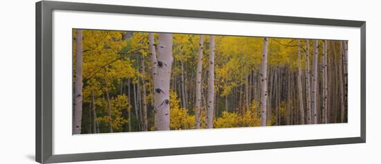 Aspen Trees in a Forest, Telluride, San Miguel County, Colorado, USA-null-Framed Photographic Print