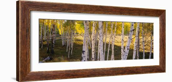 Aspen Trees in a Forest, Telluride, San Miguel County, Colorado, USA-null-Framed Photographic Print