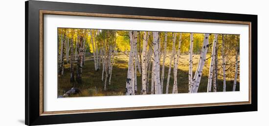 Aspen Trees in a Forest, Telluride, San Miguel County, Colorado, USA-null-Framed Photographic Print